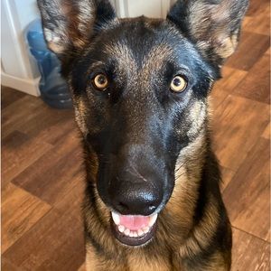 Meet your Posher, Abby